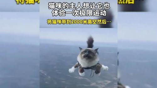 小猫有趣爆料视频下载大全,全网爆笑！小猫趣味爆料视频大合集